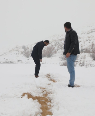 sokak hayvanları3