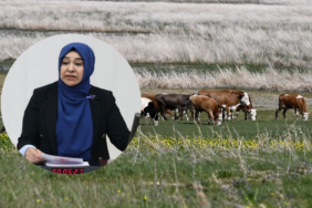 gülderen varlı